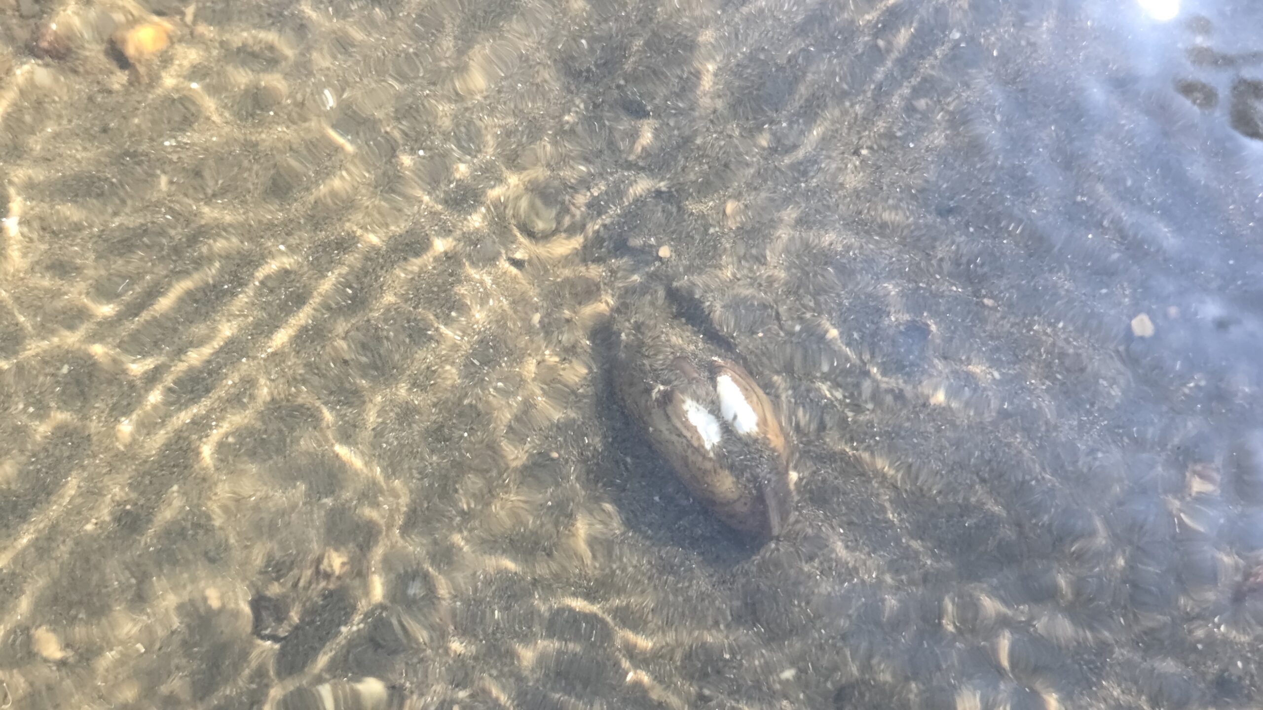 Pomozte ochránit chráněné druhy mlžů na Lipně